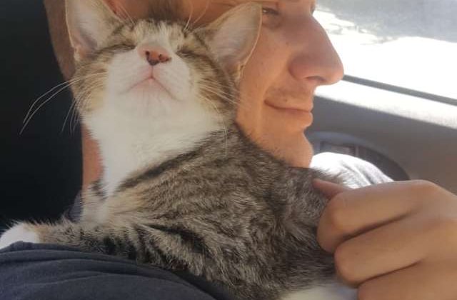 O pisica oarba multumeste celor care au adoptat-o