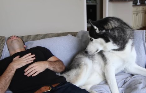  Top  10 reactii amuzante ale animalelor de companie cand stapanii isi insceneaza moartea/ VIDEO