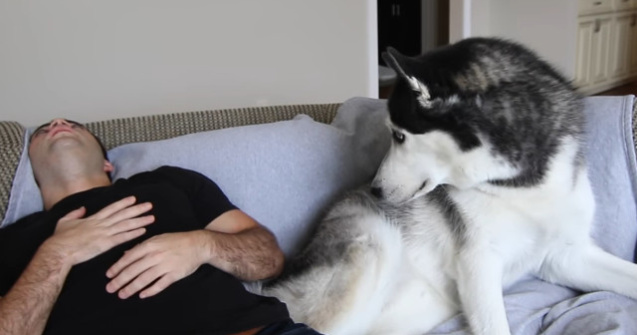  Top  10 reactii amuzante ale animalelor de companie cand stapanii isi insceneaza moartea/ VIDEO