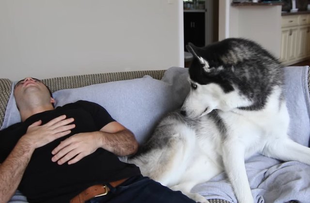 10 reactii amuzante ale animalelor de companie cand stapanii isi insceneaza moartea/ VIDEO