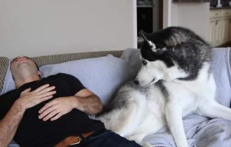  Top  10 reactii amuzante ale animalelor de companie cand stapanii isi insceneaza moartea/ VIDEO