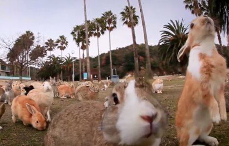 Istoria intunecata a insulei Okunoshima din Japonia populata de iepuri