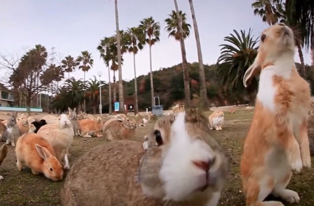 In Japonia exista o insula plina de iepuri. Istoria intunecata a acesteia