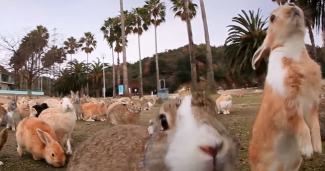 Istoria intunecata a insulei Okunoshima din Japonia populata de iepuri
