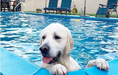  Top  10+ animale care stiu cum sa faca fata cu brio caniculei