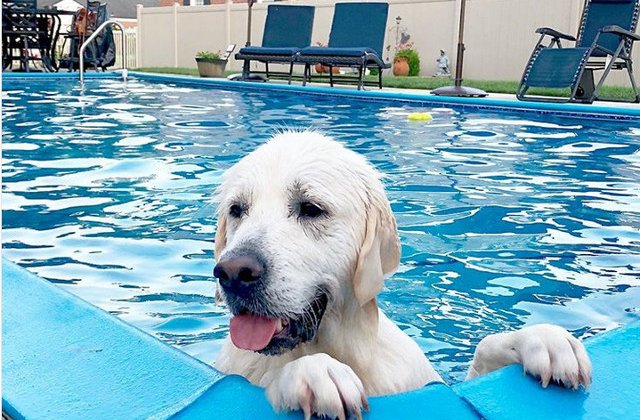 10+ animale care stiu cum sa faca fata cu brio caniculei