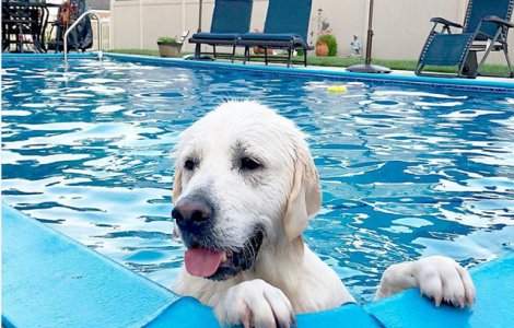  Top  10+ animale care stiu cum sa faca fata cu brio caniculei