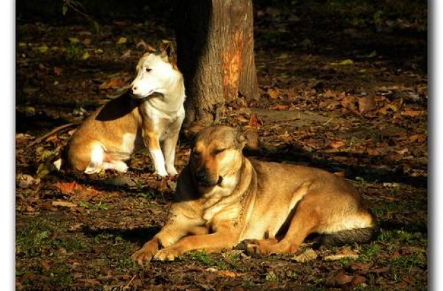 [VIDEO] Zeci de caini omorati in Navodari