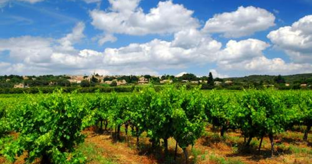 Cum vrea Tabara sa atraga 470 mil. euro pentru agricultura