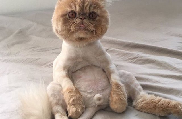 10+ imagini cu animale ale caror tunsori depasesc orice imaginatie