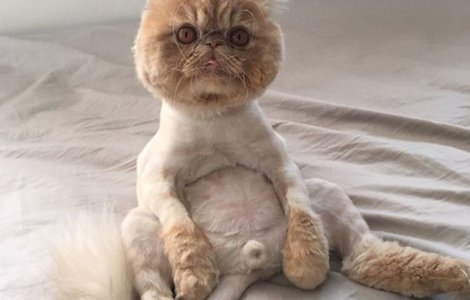  Top  10+ imagini cu animale ale caror tunsori depasesc orice imaginatie