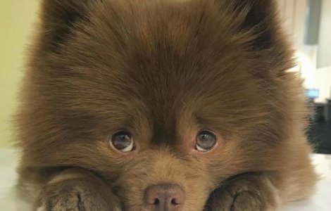 Un Pomeranian a fost abandonat pentru ca era prea mare sa fie vandut. Cum arata acum