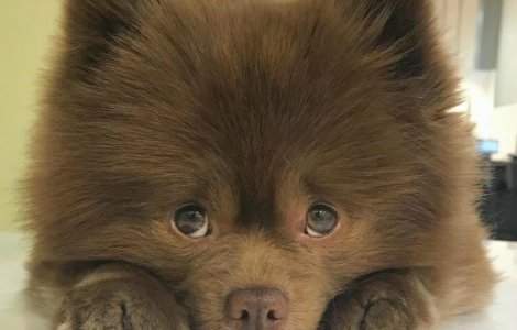 Un Pomeranian a fost abandonat pentru ca era prea mare sa fie vandut. Cum arata acum