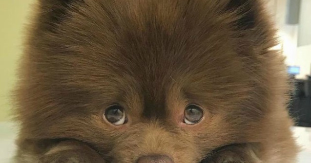 Cum arata acum un caine abandonat de un crescator de animale