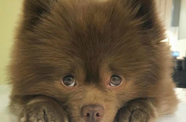 Un Pomeranian a fost abandonat pentru ca era prea mare sa fie vandut. Cum arata acum