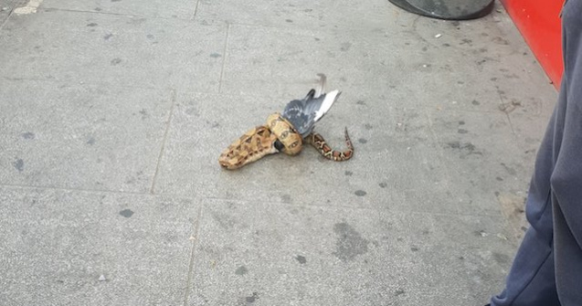 Un sarpe a fost filmat mancand un porumbel, in centrul Londrei