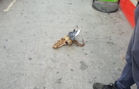 Un sarpe a fost filmat mancand un porumbel, in centrul Londrei