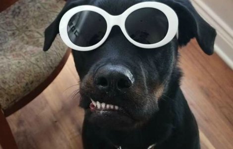 Un rottweiler abandonat din cauza unui defect al dintilor a primit o sansa din partea unei familii