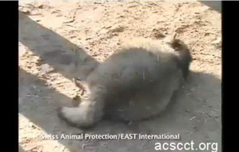  Video socant  Tu stii din ce sunt facute cizmele UGG?