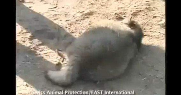  Video socant  Tu stii din ce sunt facute cizmele UGG?