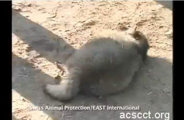 [VIDEO Socant] Tu stii din ce sunt facute cizmele UGG?