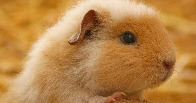  Top  Top 10: Animale de companie bizare