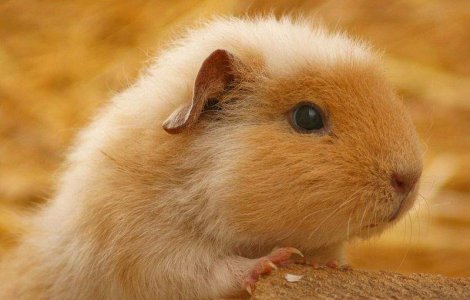  Top  Top 10: Animale de companie bizare