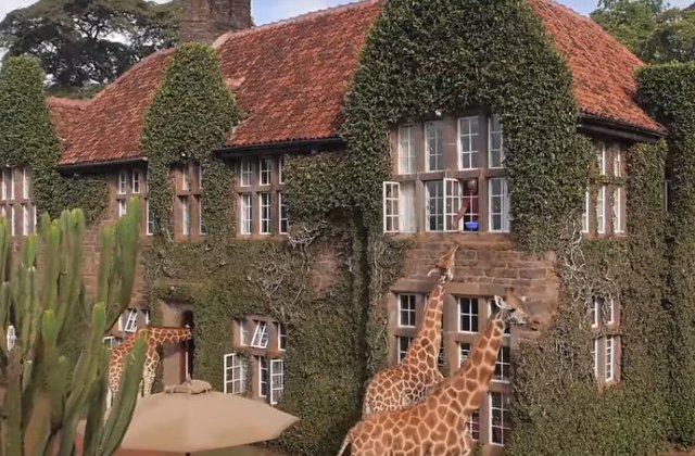 10 destinatii de vacanta perfecte pentru iubitorii de animale