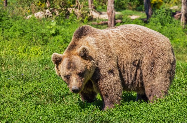 Un barbat a fost atacat de urs in cort la Busteni, pe Valea Cerbului