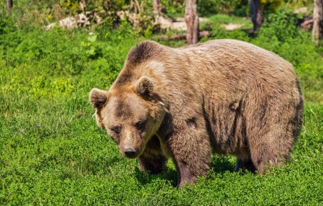 Un barbat a fost atacat de urs in cort la Busteni, pe Valea Cerbului