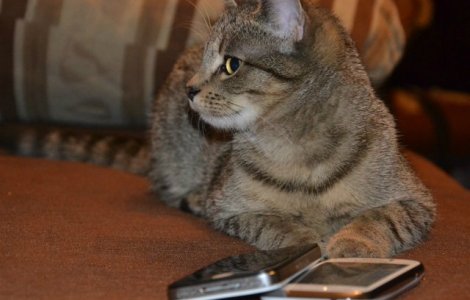  Top  9 cazuri ciudate cand animalele au fost judecate sau condamnate