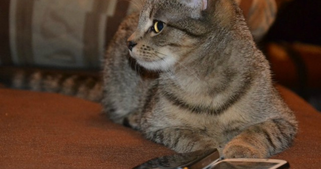  Top  9 cazuri ciudate cand animalele au fost judecate sau condamnate