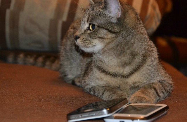 9 cazuri ciudate cand animalele au fost judecate sau condamnate