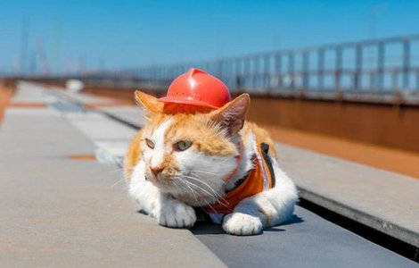  Top  9 inventii inutile si absurde care nu duc lipsa de cumparatori