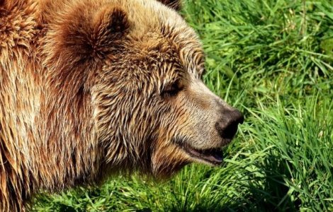 Inca un turist aflat cu cortul pe Valea Cerbului a fost atacat de un urs