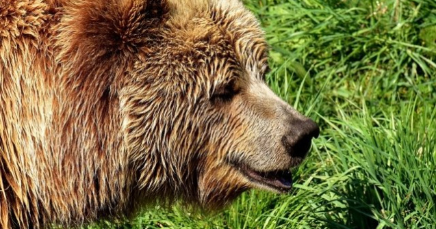 Inca un turist aflat cu cortul pe Valea Cerbului a fost atacat de un urs