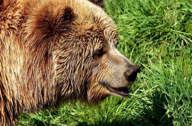 Inca un turist aflat cu cortul pe Valea Cerbului a fost atacat de un urs