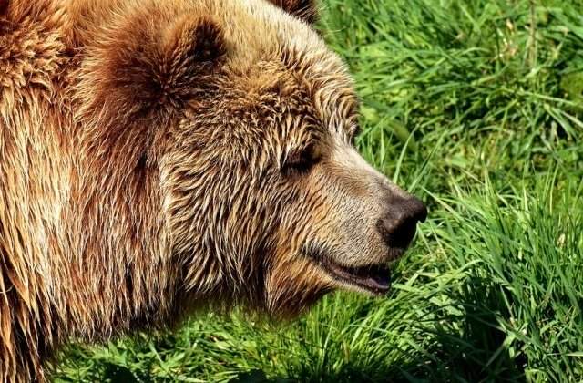 Inca un turist aflat cu cortul pe Valea Cerbului a fost atacat de un urs