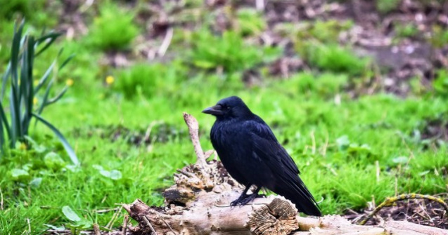  Top  13 motive pentru care ciorile sunt pasari extrem de interesante