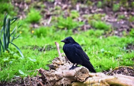  Top  Recunosc oamenii si au un singur partener toata viata. 13 curiozitati fascinante despre ciori