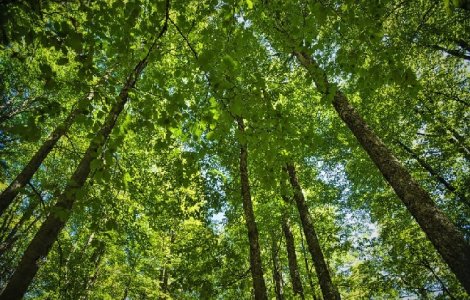 Romsilva a obtinut certificarea managementului forestier pentru alte 127.000 de hectare paduri de stat