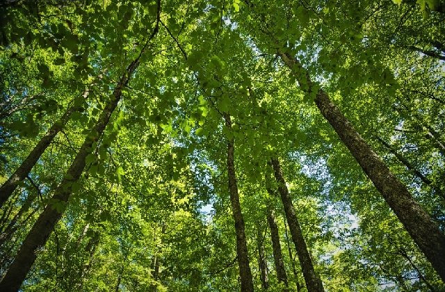 Romsilva a obtinut certificarea managementului forestier pentru alte 127.000 de hectare paduri de stat
