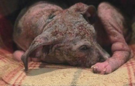 Transformarea incredibila a unui caine pitbull salvat dintr-un adapost