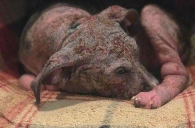 Transformarea incredibila a unui pitbull salvat dintr-un adapost de animale / FOTO