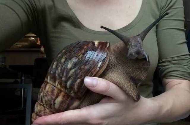 10+ lucruri si animale care sunt mai mari decat te-ai fi gandit vreodata