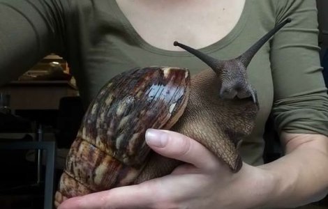  Top  10+ lucruri si animale care sunt mai mari decat te-ai fi gandit vreodata
