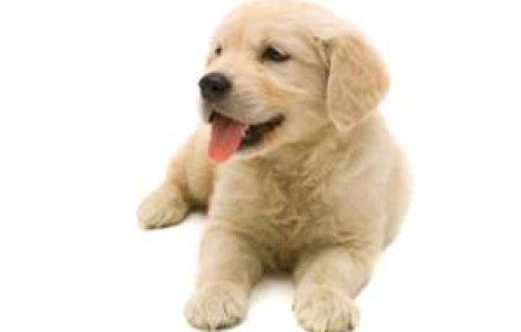 O familie si-a clonat cainele pentru 155.000 euro