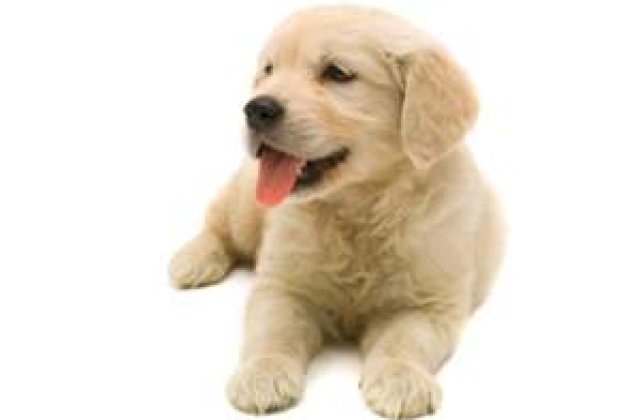 O familie si-a clonat cainele pentru 155.000 euro