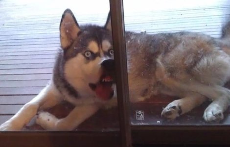  Top  10+ fotografii amuzante cu animale care nu sunt deloc fotogenice