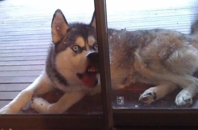 10+ fotografii amuzante cu animale care nu sunt deloc fotogenice